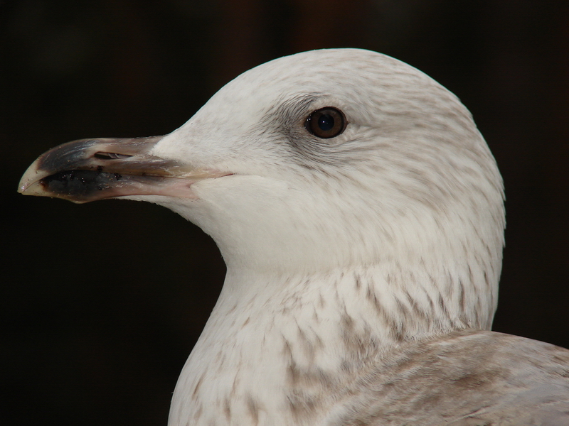 Larus argentatus / Herring gull, imm 3cy (09-02-2008)