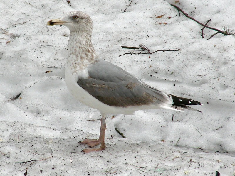 Larus argentatus / Herring gull, imm 4cy (12-03-2011)
