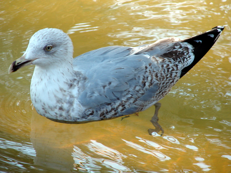 Larus argentatus / Herring gull, imm 4cy (29-03-2008)