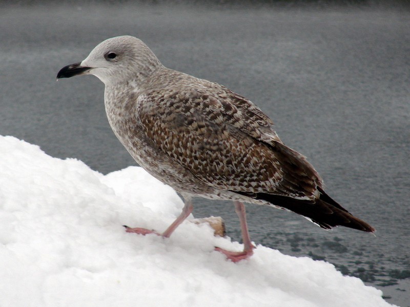 Larus argentatus / Herring gull, juv 1cy (26-12-2010)