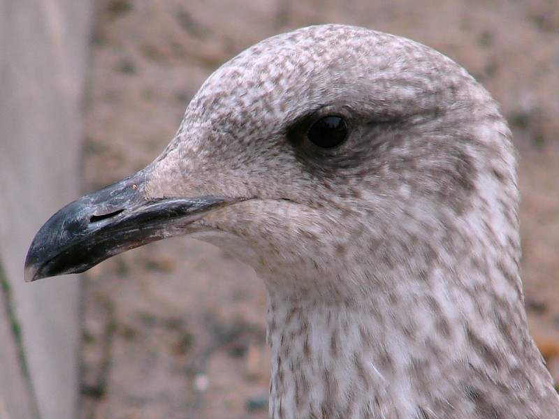Larus argentatus / Herring gull, juv 2cy (20-03-2011)
