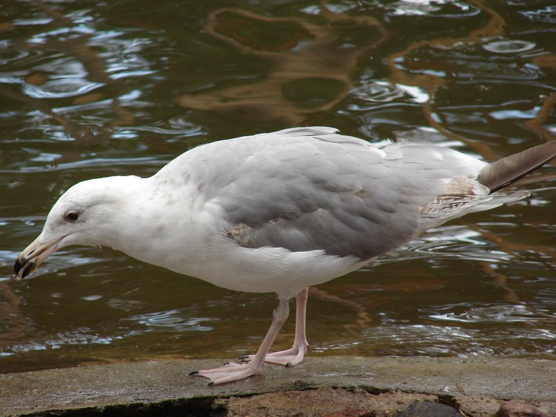 Larus argentatus / Herring gull, sub-ad 4cy (30-07-2006), black iris