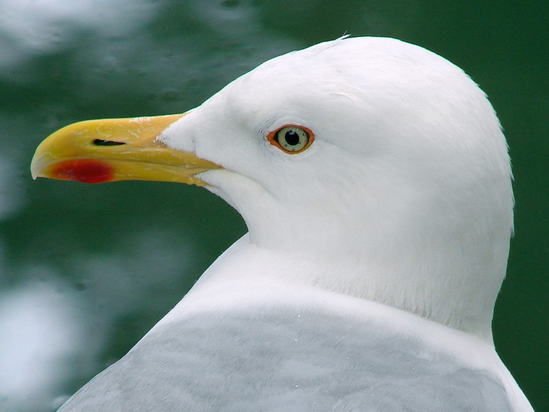 Larus argentatus omissus / Herring gull, adult (01-07-2007)