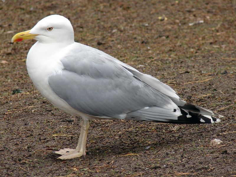Larus argentatus omissus / Herring gull, adult (01-07-2007)