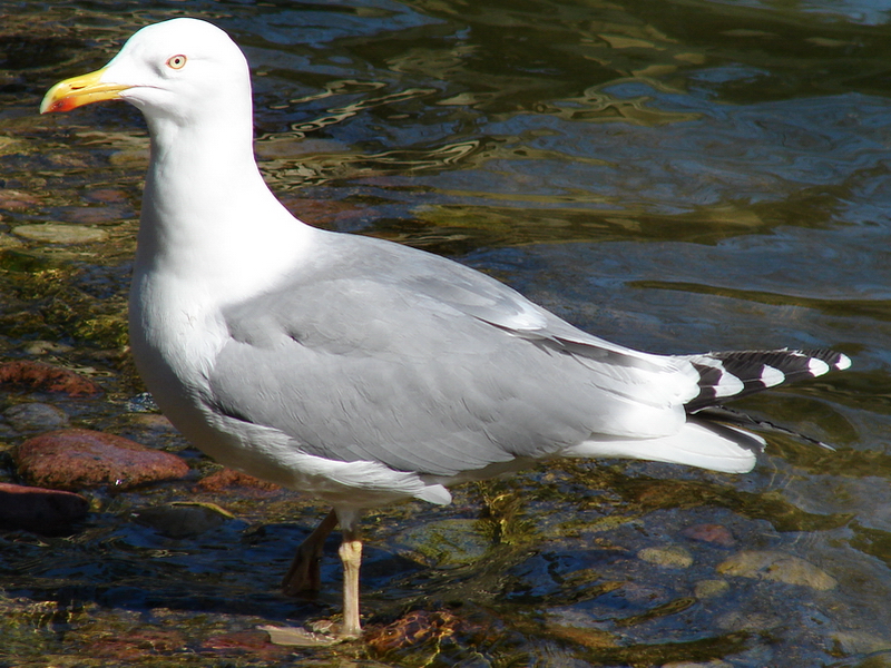 Larus argentatus omissus / Herring gull, adult female (12-04-2009)