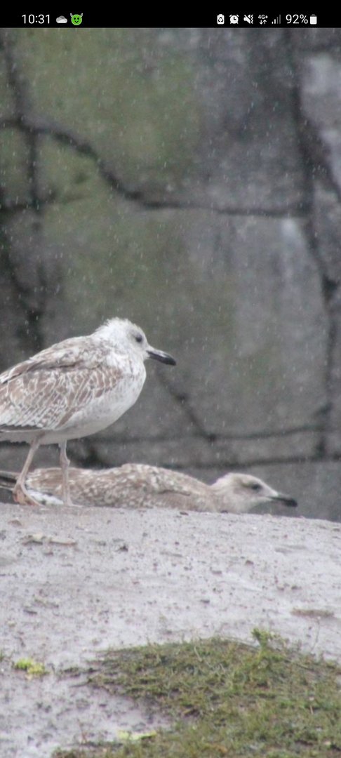 Larus sp.