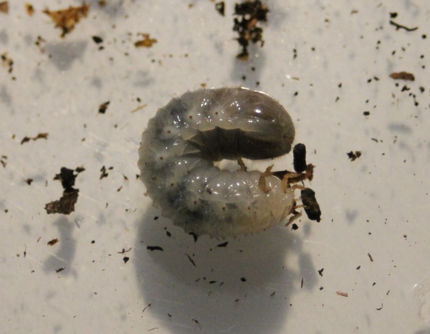 Larva Eudicella colmarti