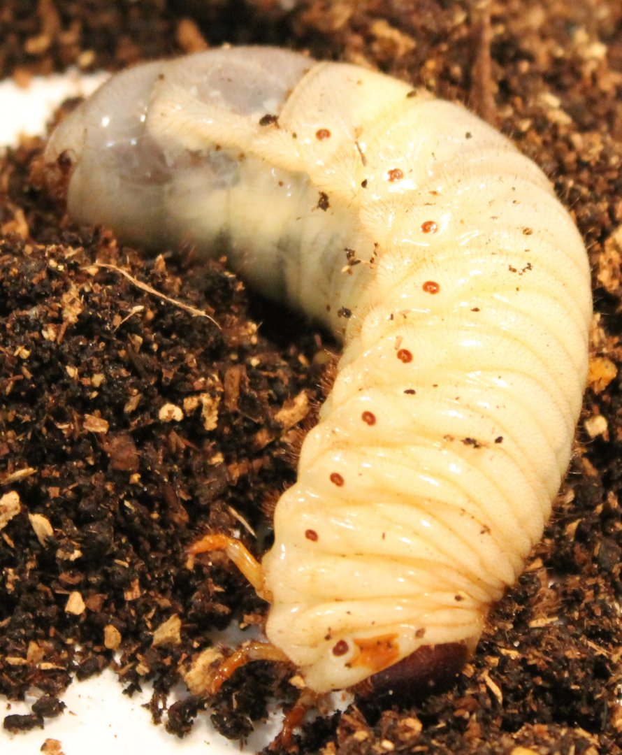 Larva Japanese rhino beetle