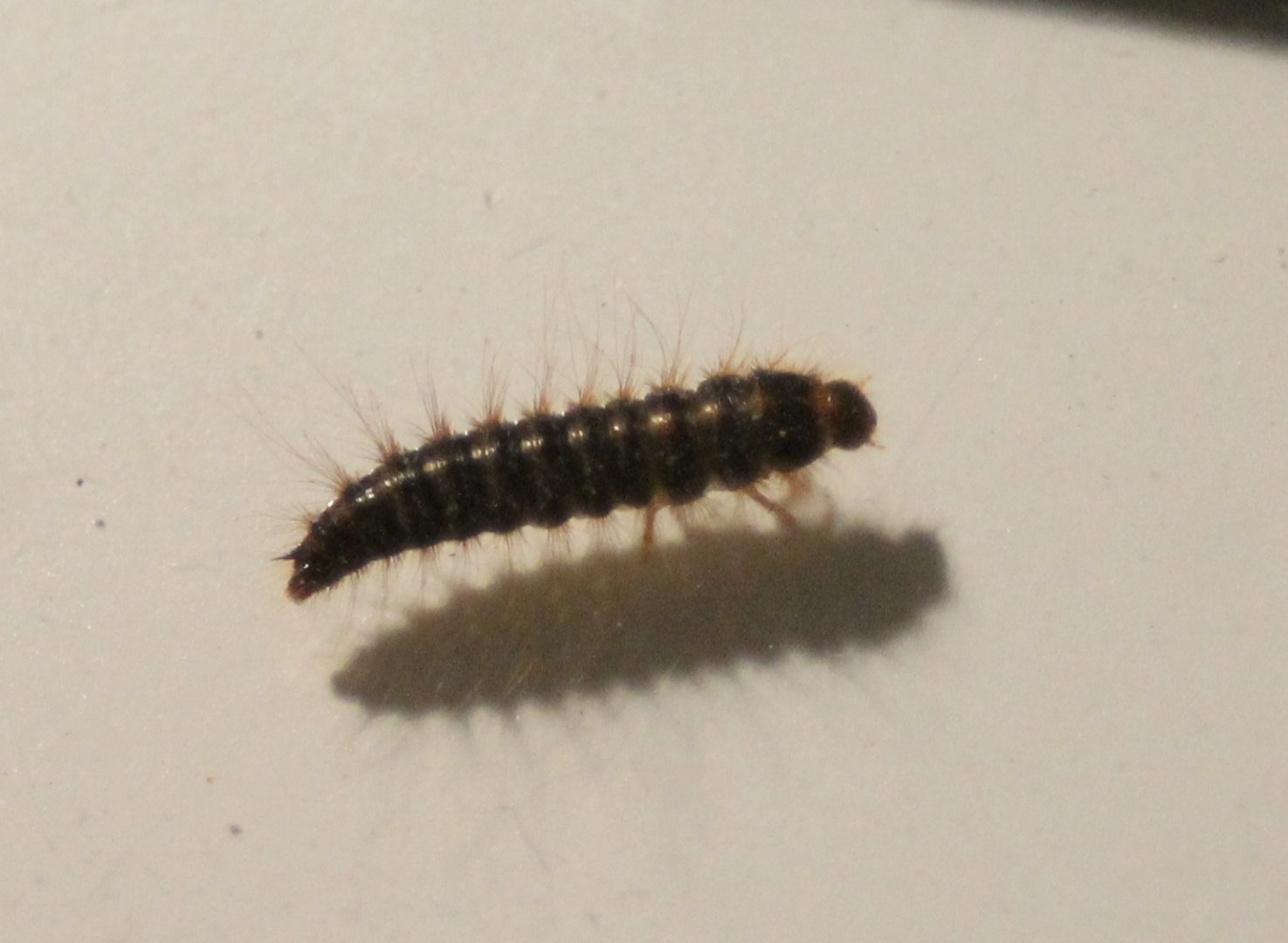 Larva of Dermestes lardarius - Larder beetle