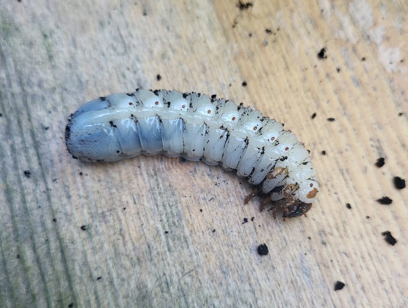 Larvae Mecynorrhina torquata