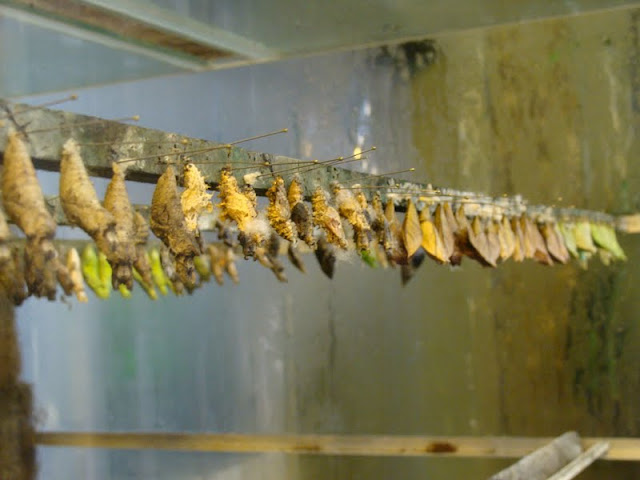 Larvae of butterflies