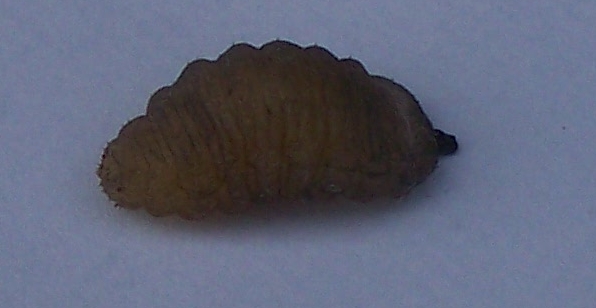 larval ID