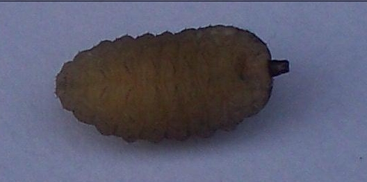 larval ID