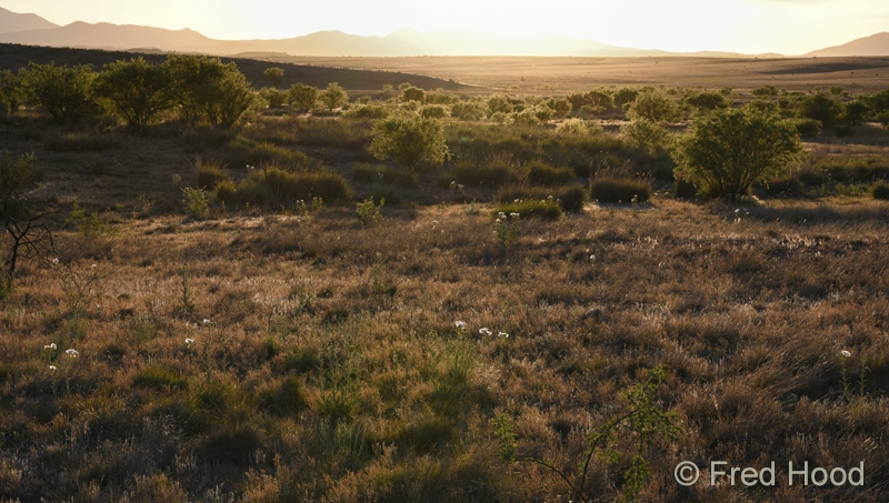Las Cienegas National Conservation Area