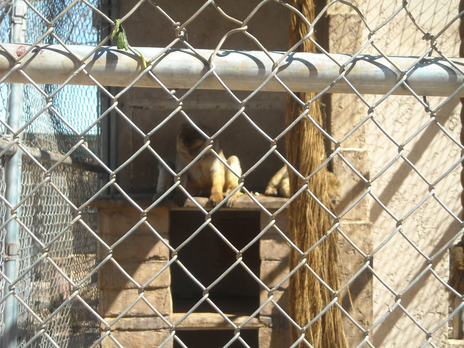 Las Vegas Zoo - Barbary Macaque