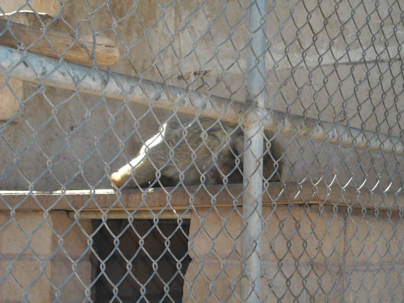 Las Vegas Zoo - Barbary Macaque