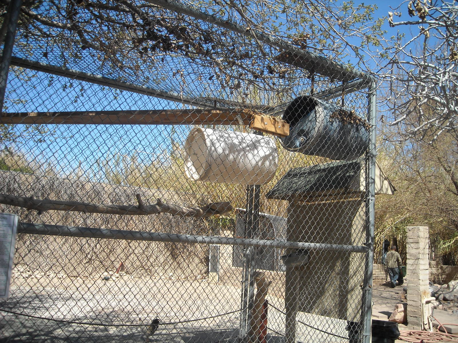 Las Vegas Zoo - Binturong