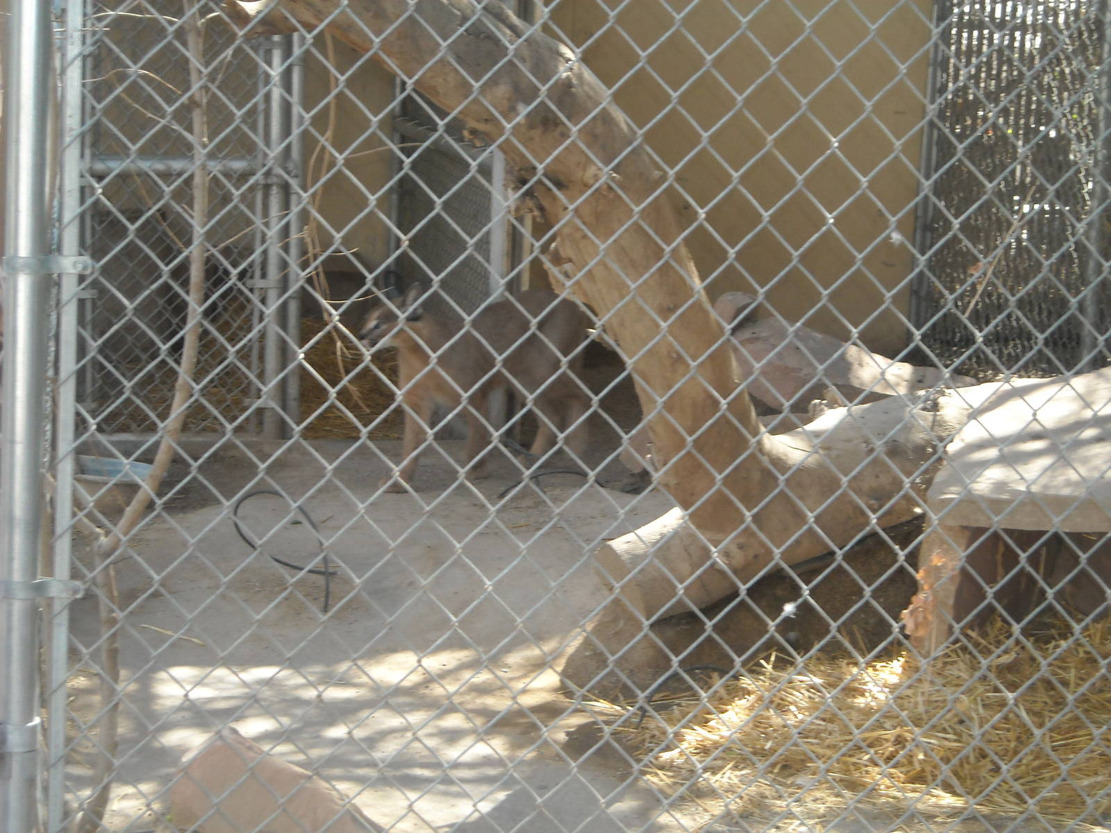 Las Vegas Zoo - Caracal