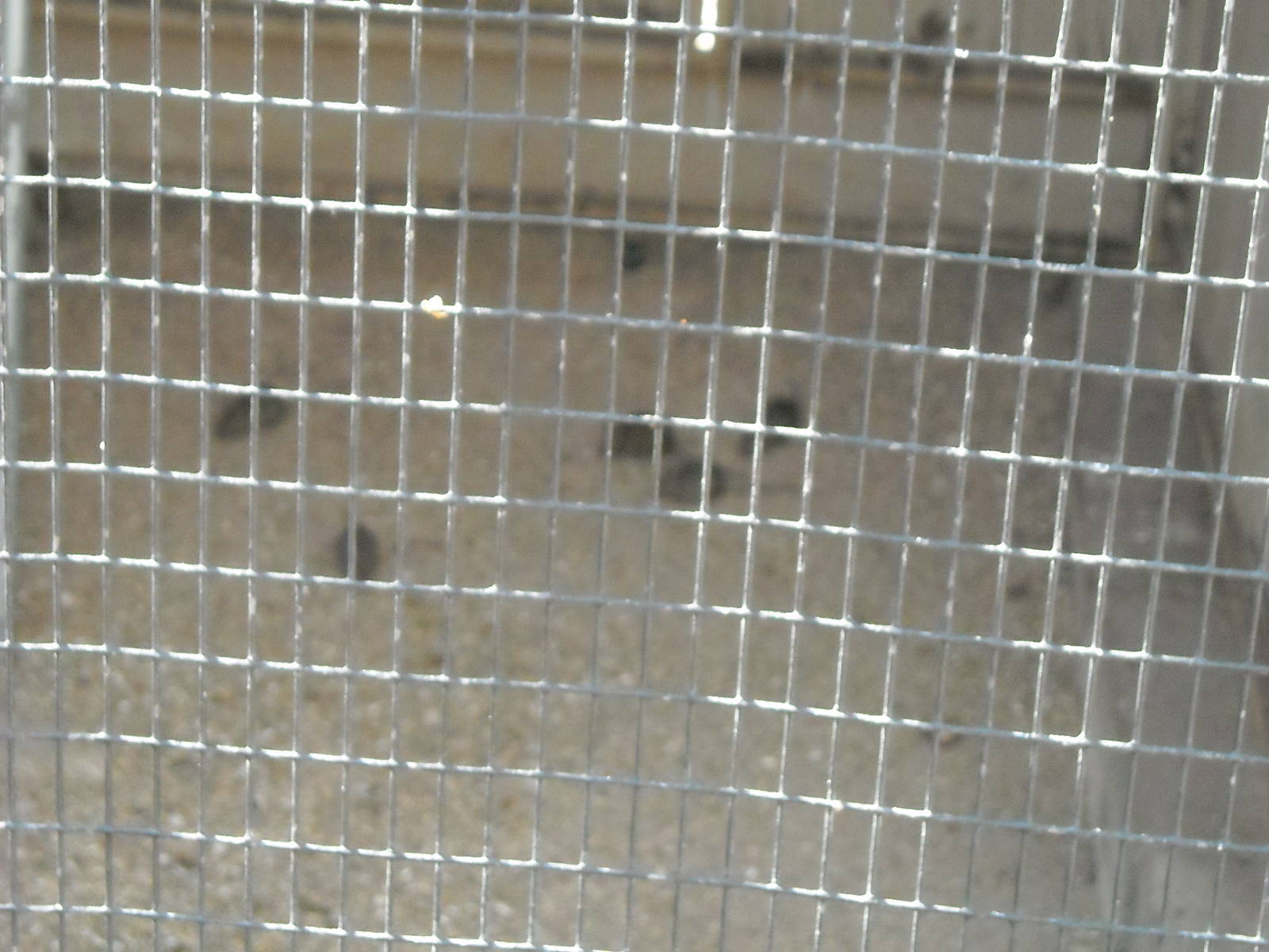 Las Vegas Zoo - Iside of lovebird Cage