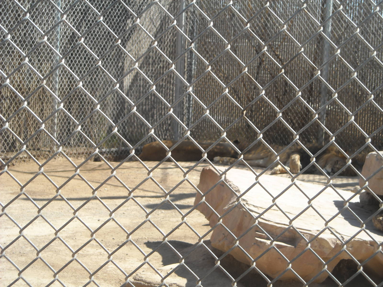 Las Vegas Zoo - Lions