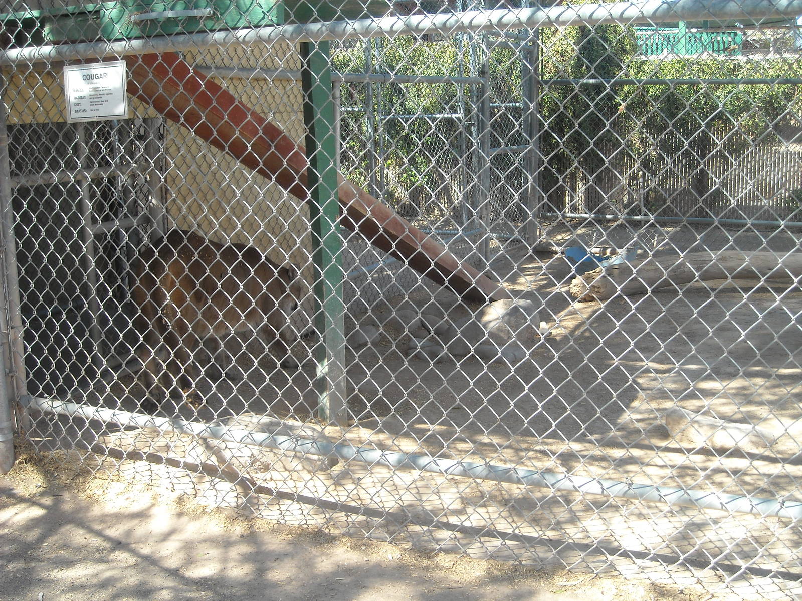 Las Vegas Zoo - Puma