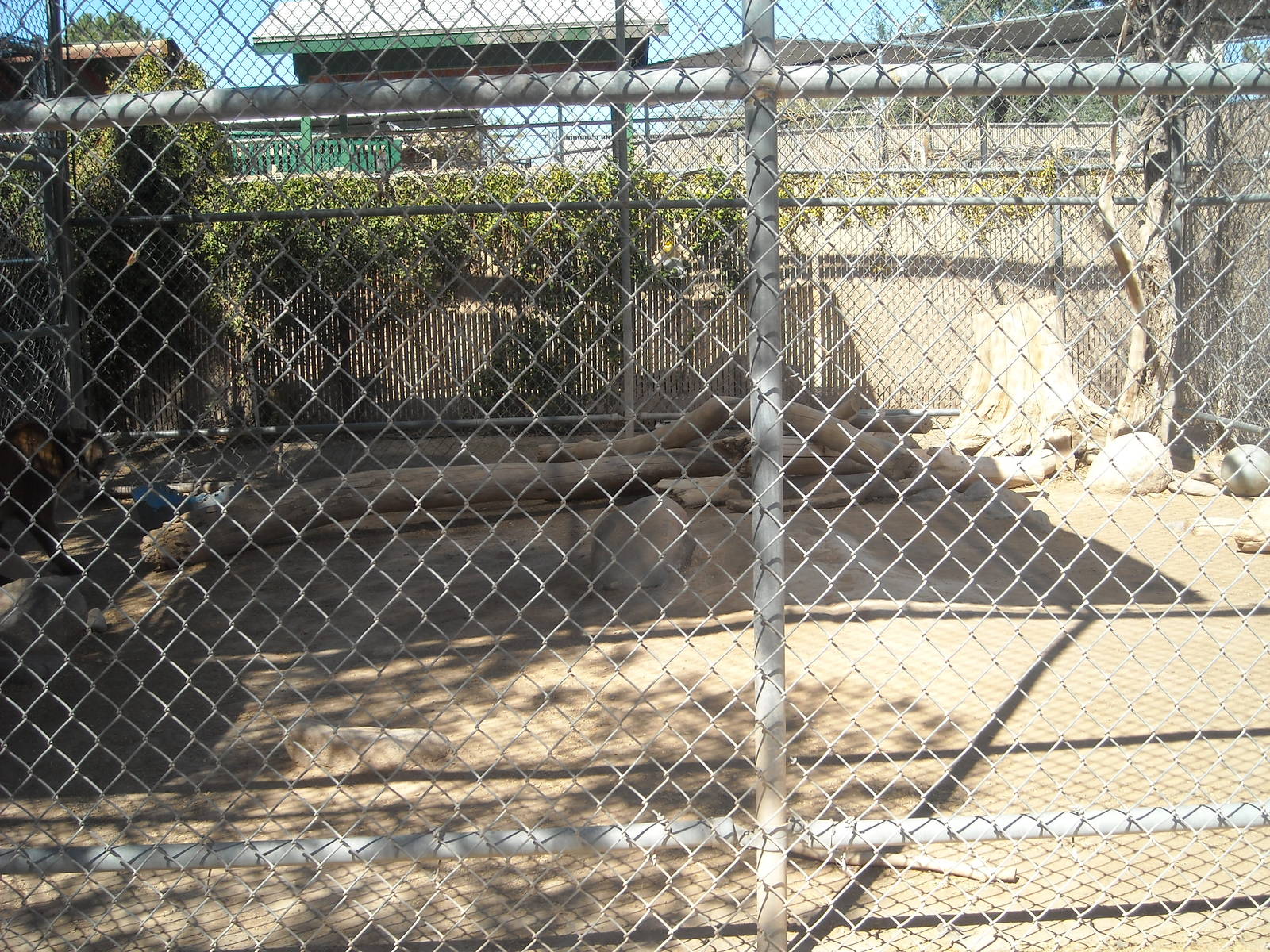 Las Vegas Zoo - puma