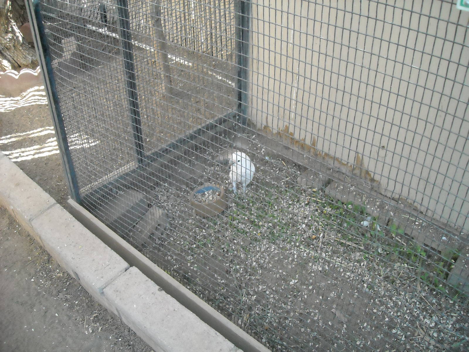 Las Vegas Zoo - White Cockatoo