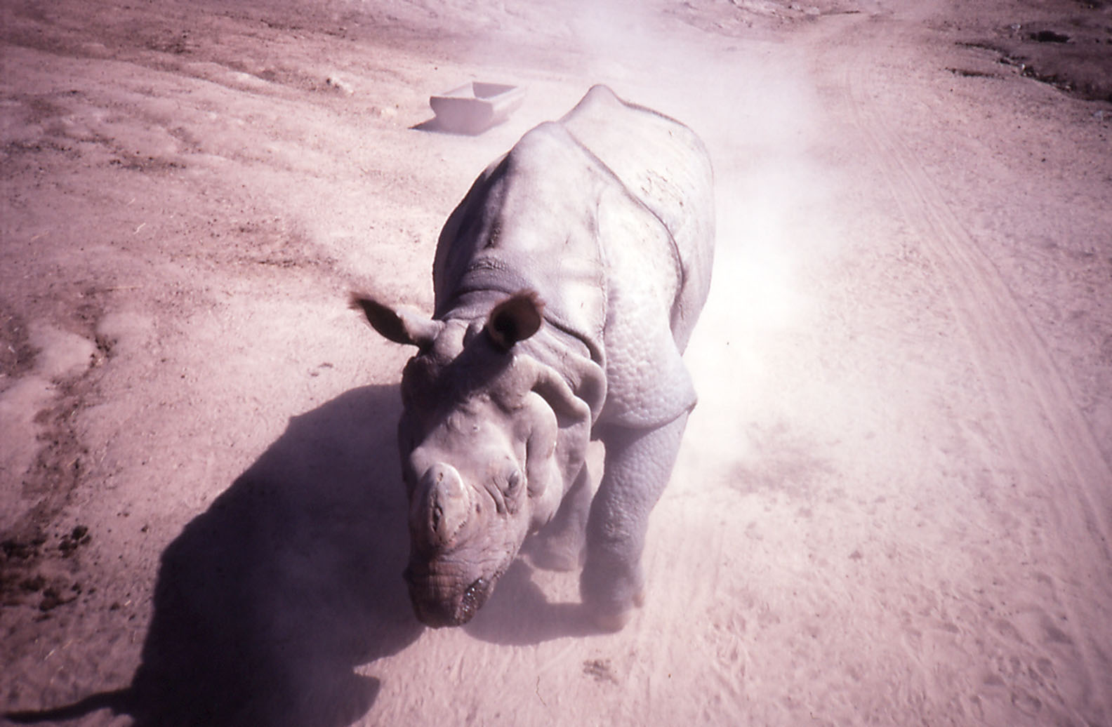 Lasai, Indian Rhino - 1992