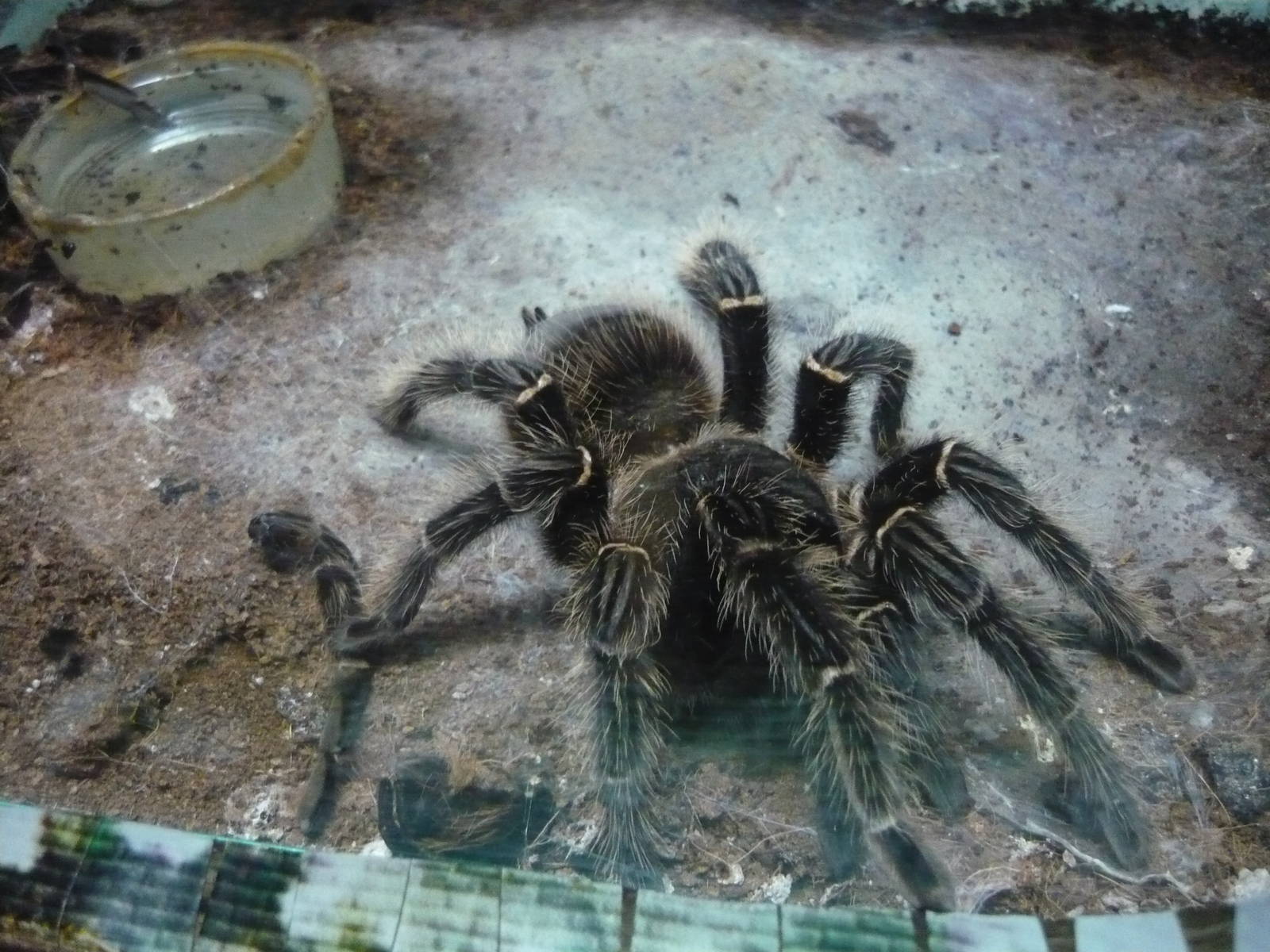 Lasiodora parachybana