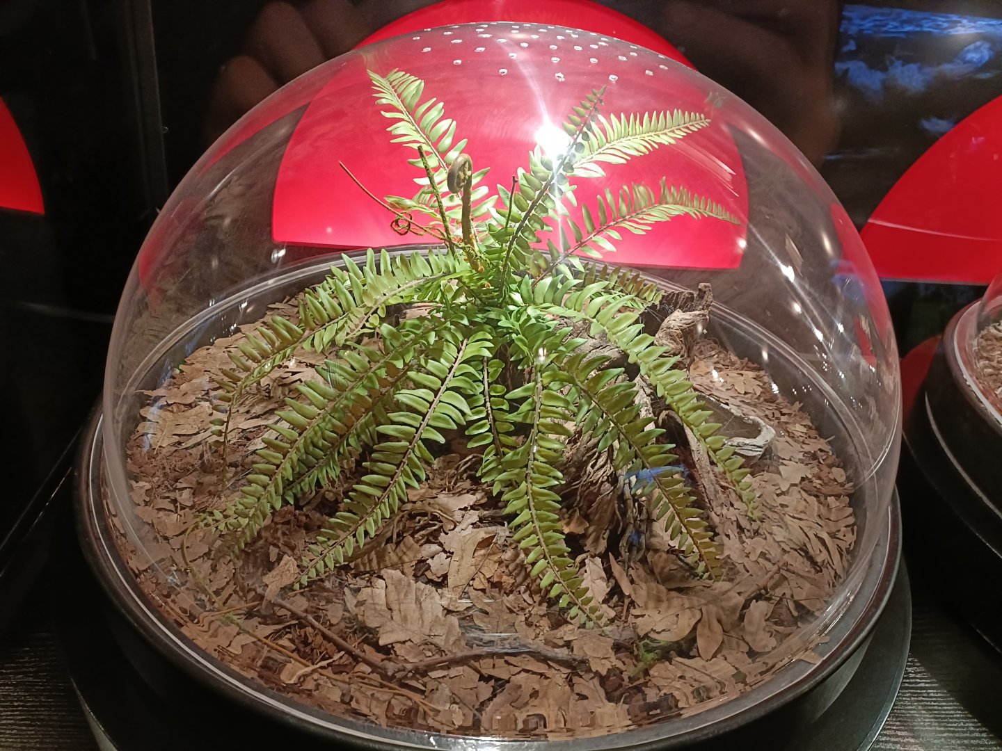 Lasiodora parahybana exhibit  - Bioparc Acuario de Gijón