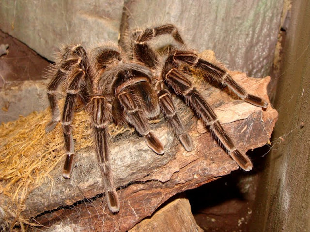Lasiodora parahybana