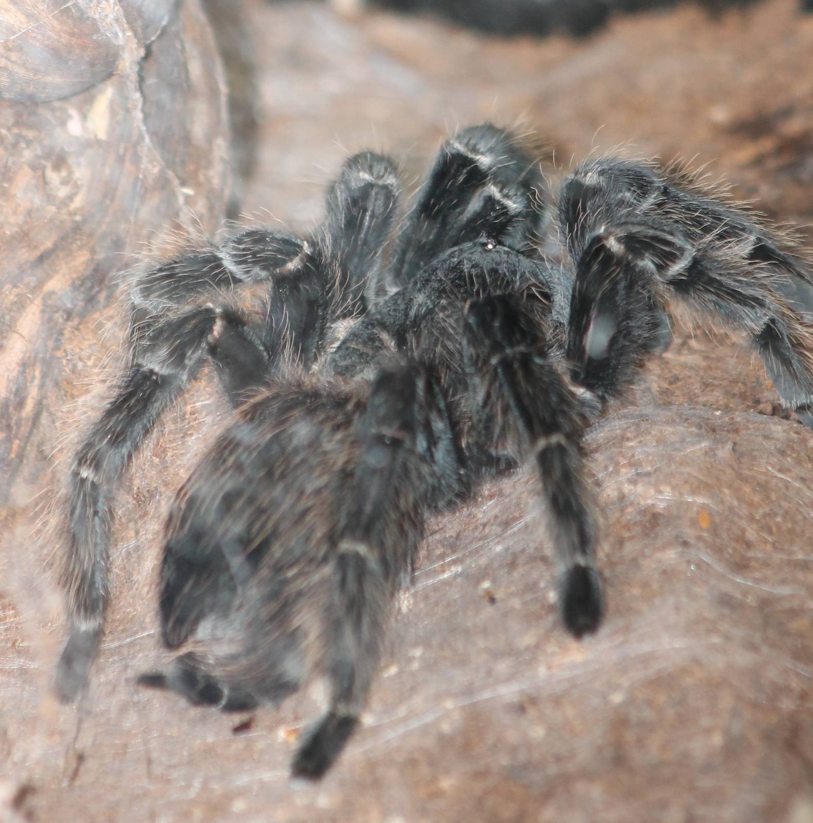 Lasiodora parahybana