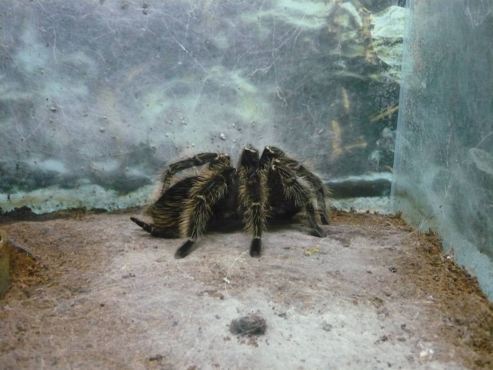 Lasiodora parahybana