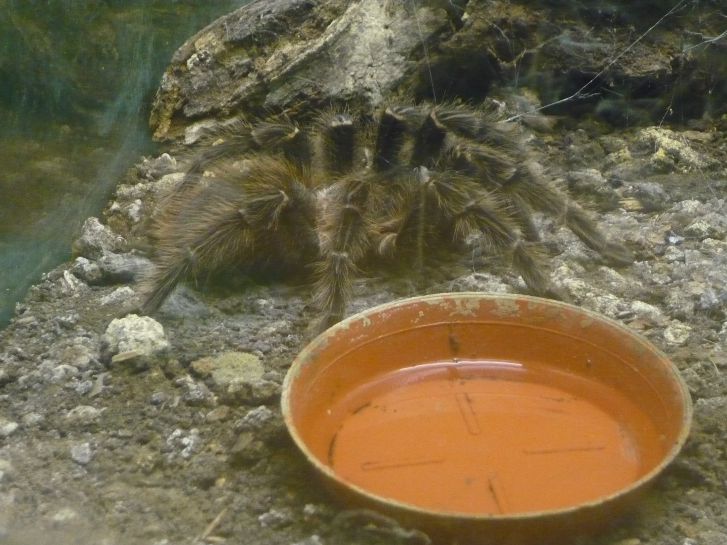 Lasiodora parahybana