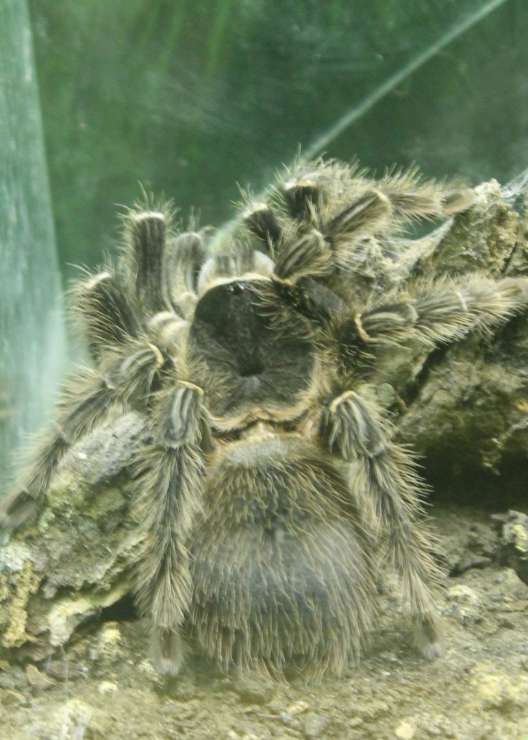 Lasiodora parahybana