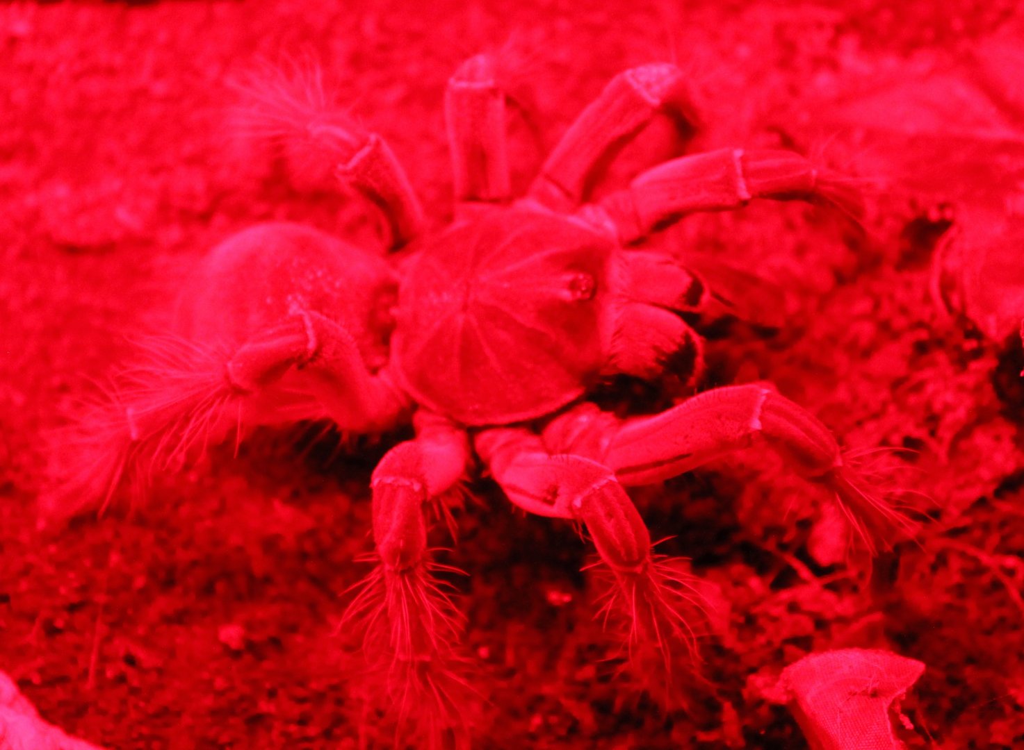 Lasiodora parahybana
