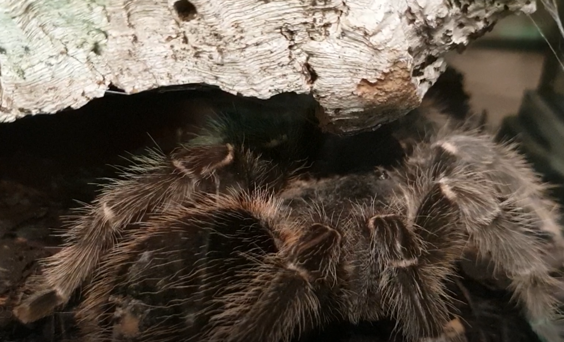 Lasiodora parahybana