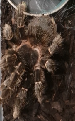 Lasiodora parahybana