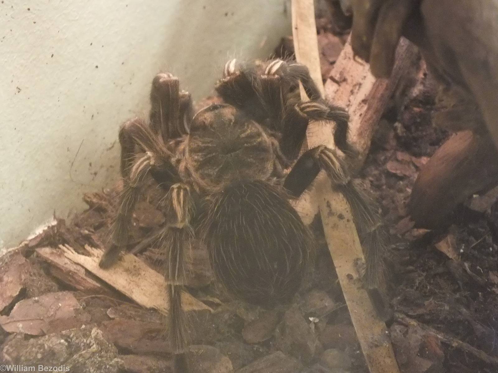 Lasiodorides striatus - 'The Fascinating World of Spiders and Scorpions' Ex