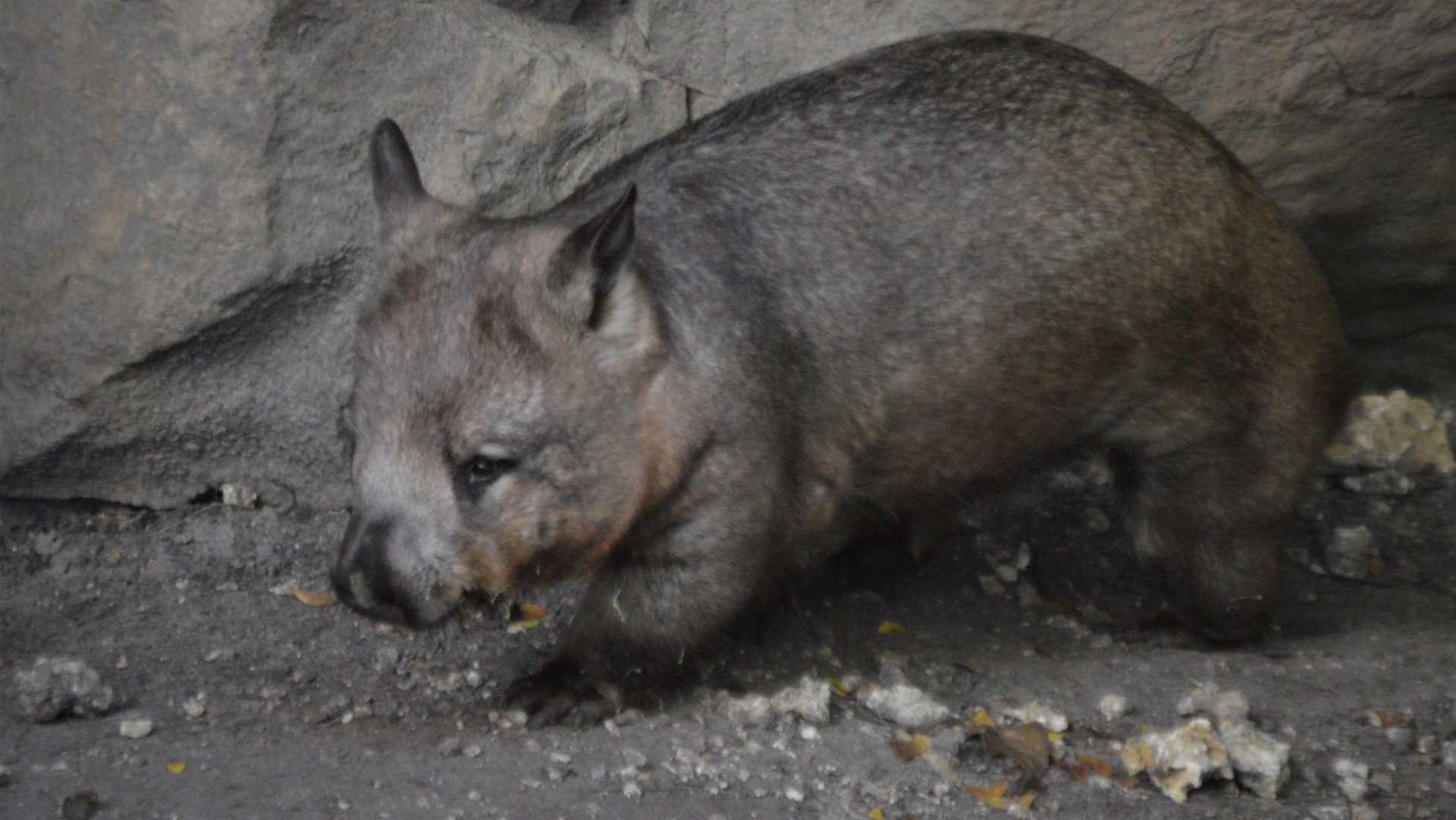 Lasiorhinus latifrons (my favorite species on Earth)