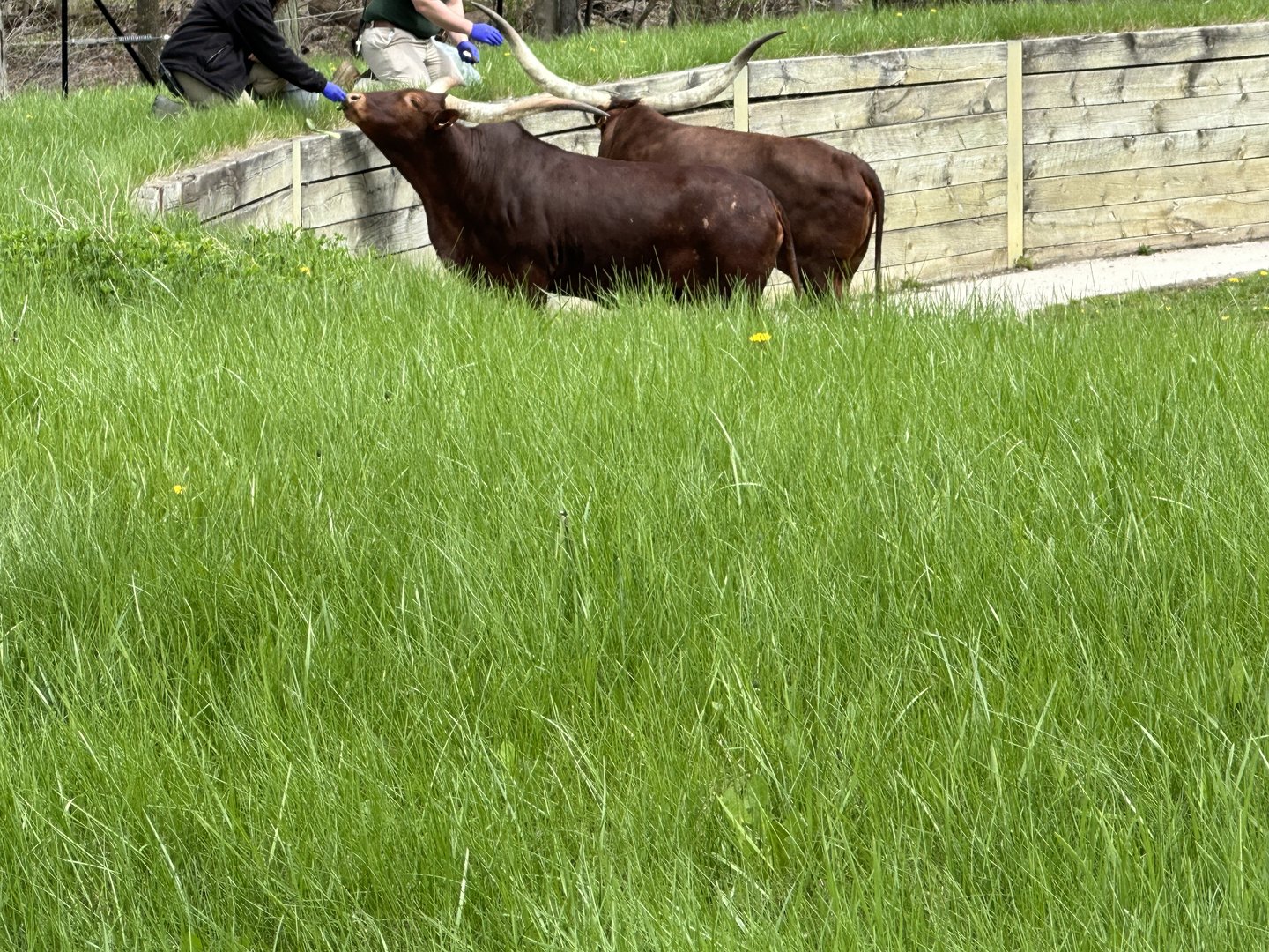 Last 2 Watusi Cattle at the Zoo.