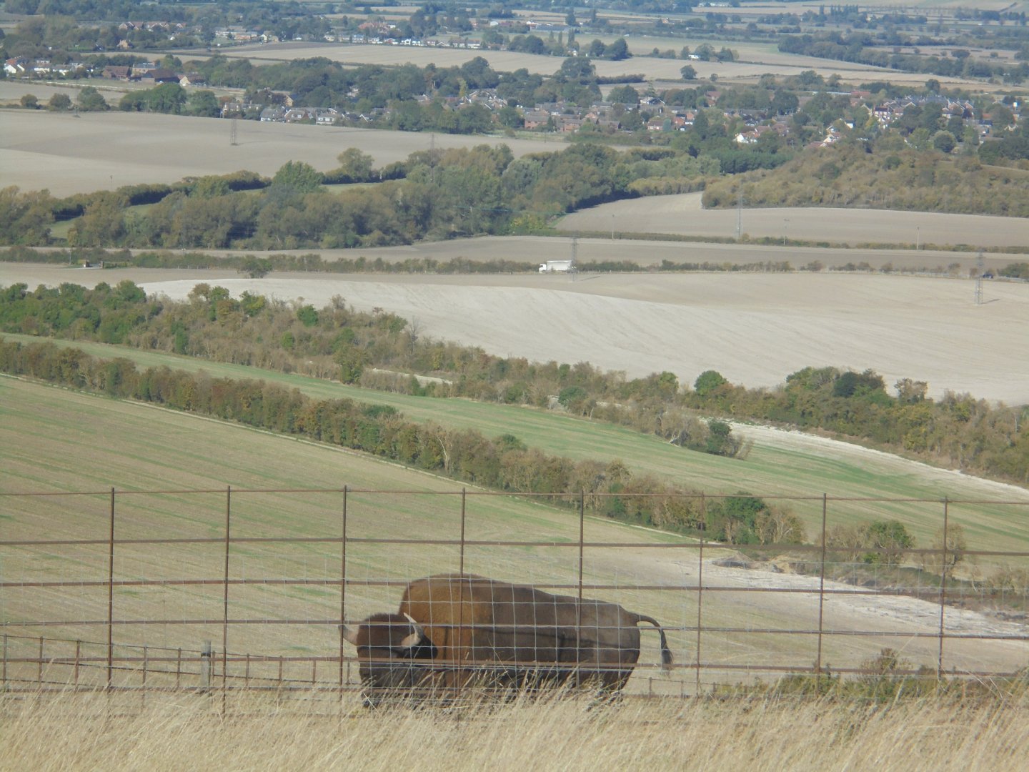 Last American Bison on Bison Hill.