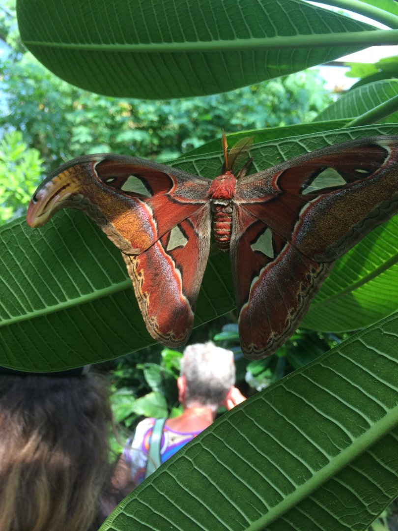 (Last?!?) Atlas moth