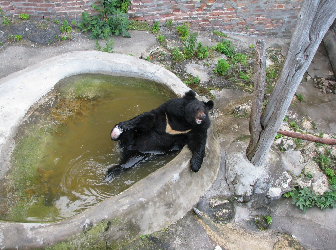 Last bear in Belgrade zoo