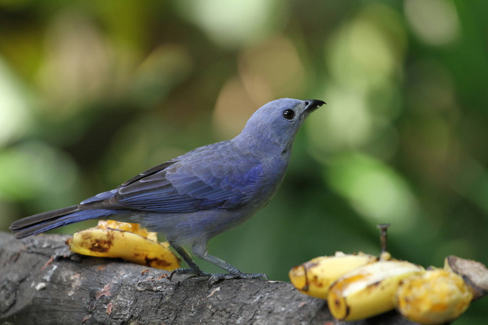 Last Bird ID Request Today!