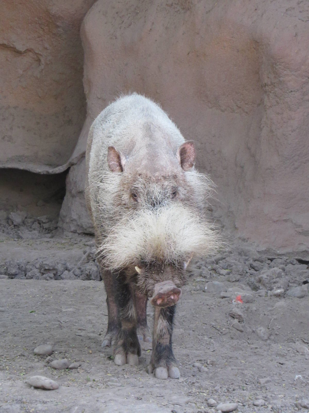 Last Bornean Bearded Pig in AZA