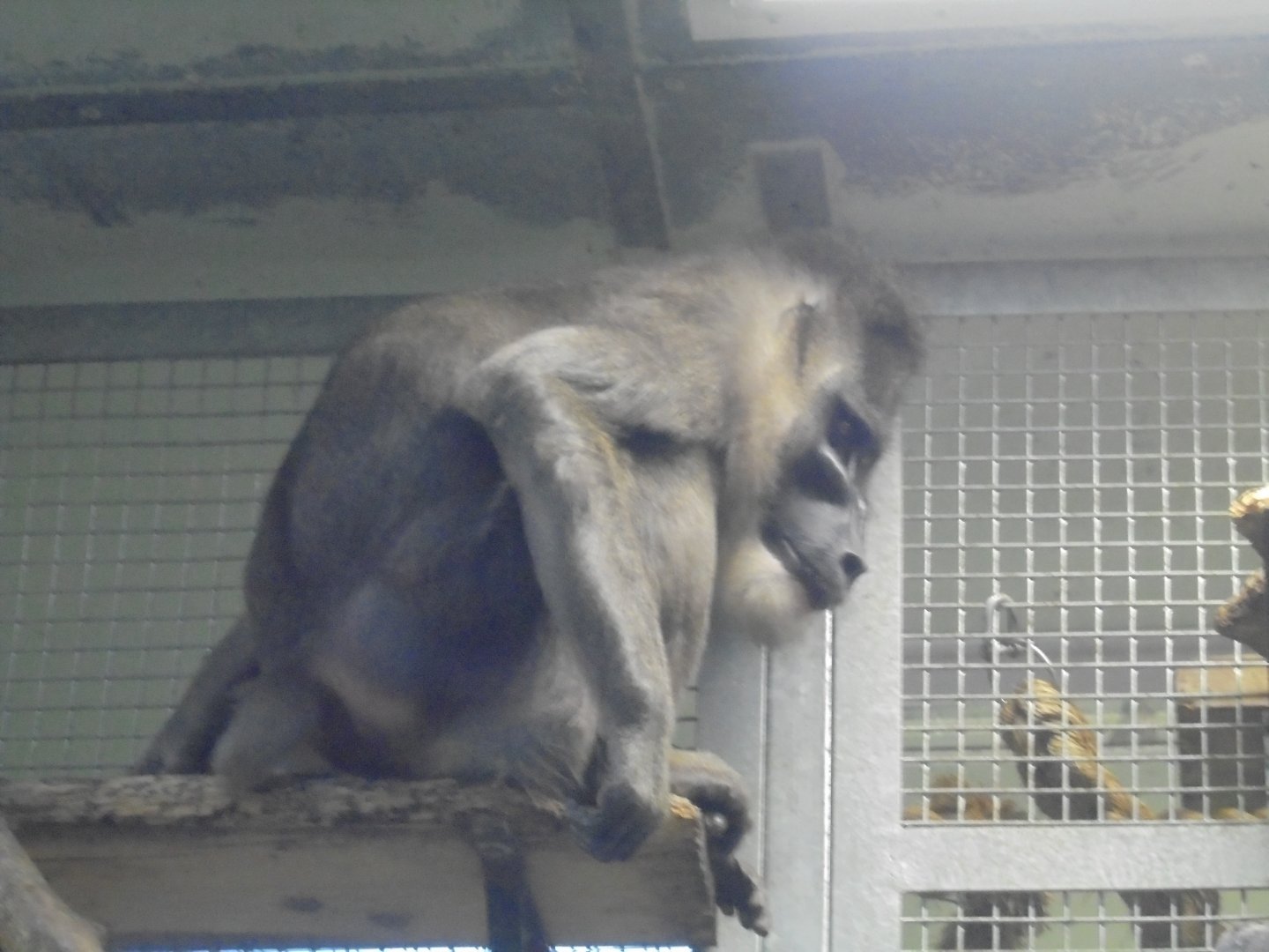 Last Drill at the Zoo