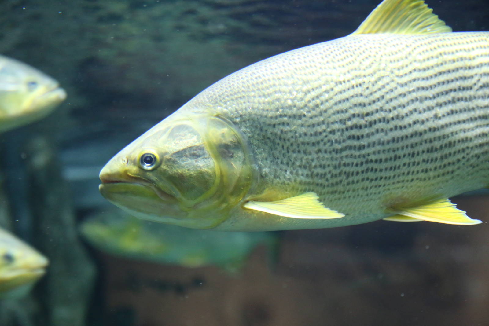 Last Fish ID Please?