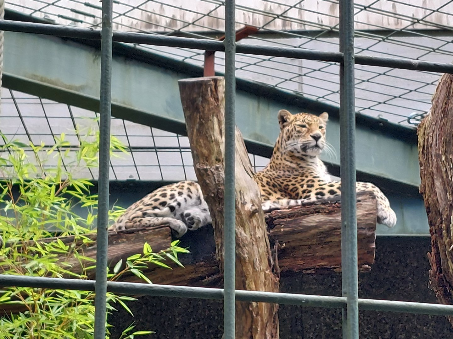 Last Indian Leopard in europe