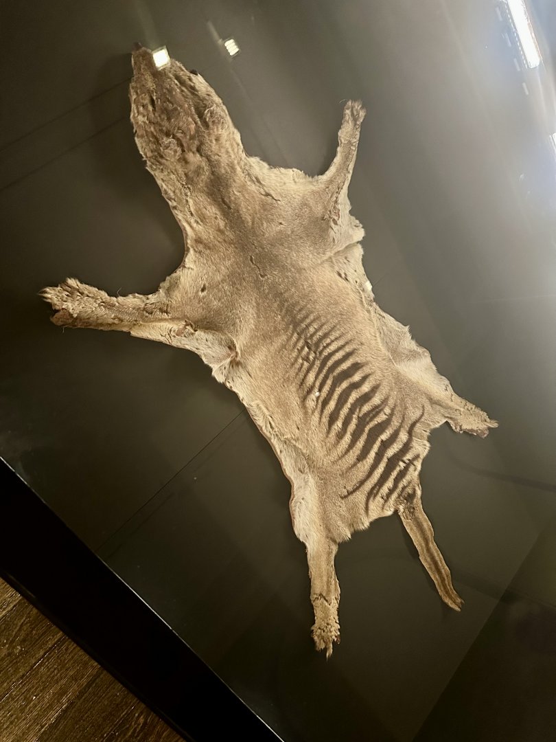 Last Known Thylacine (Skin)